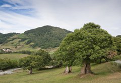 Fototapeta145 x 100  Casta os en campi a navarra, 145 x 100 cm