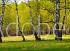 Samolepka flie 100 x 73, 267520361 - Birch grove on a sunny day. - Bezov hj za slunenho dne.