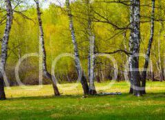 Fototapeta papír 160 x 116, 267520361 - Birch grove on a sunny day. - Březový háj za slunečného dne.