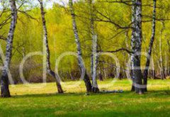 Fototapeta pltno 174 x 120, 267520361 - Birch grove on a sunny day.