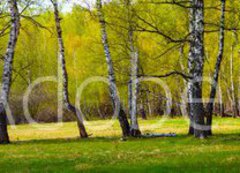 Samolepka flie 200 x 144, 267520361 - Birch grove on a sunny day.