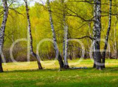 Fototapeta pltno 330 x 244, 267520361 - Birch grove on a sunny day.