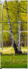 Samolepka na lednici flie 80 x 200, 267520361 - Birch grove on a sunny day.