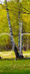 Samolepka na dvee flie 90 x 220, 267520361 - Birch grove on a sunny day.