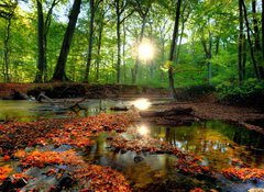 Fototapeta100 x 73  Autumn forrest, 100 x 73 cm