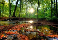 Fototapeta145 x 100  Autumn forrest, 145 x 100 cm