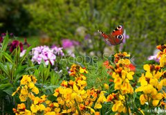 Fototapeta pltno 174 x 120, 270234629 - Schmetterling 578