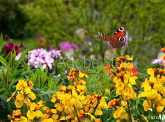 Fototapeta pltno 330 x 244, 270234629 - Schmetterling 578