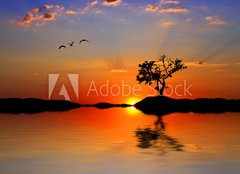 Fototapeta pltno 240 x 174, 27024227 - the tree