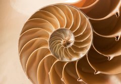 Fototapeta174 x 120  close up nautilus shell pattern, 174 x 120 cm