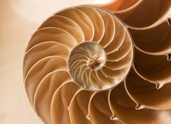 Fototapeta254 x 184  close up nautilus shell pattern, 254 x 184 cm