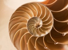 Samolepka flie 270 x 200, 27136631 - close up nautilus shell pattern