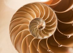 Fototapeta330 x 244  close up nautilus shell pattern, 330 x 244 cm