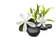 Fototapeta papr 254 x 184, 27276964 - Spa still life with white flowers