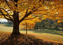 Samolepka flie 100 x 73, 27306189 - Golden Fall Foliage Autumn Yellow Maple Tree on golf course - Zlat podzimn list Podzimn lut javorov strom na golfovm hiti