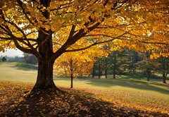 Fototapeta145 x 100  Golden Fall Foliage Autumn Yellow Maple Tree on golf course, 145 x 100 cm