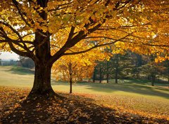 Fototapeta360 x 266  Golden Fall Foliage Autumn Yellow Maple Tree on golf course, 360 x 266 cm