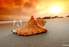 Fototapeta pltno 174 x 120, 27383756 - shell