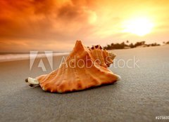 Fototapeta pltno 240 x 174, 27383756 - shell - skopka