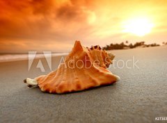 Fototapeta pltno 330 x 244, 27383756 - shell