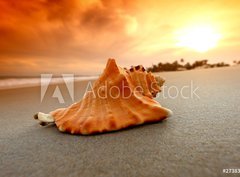 Fototapeta papr 360 x 266, 27383756 - shell