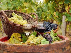 Fototapeta vliesov 270 x 200, 27521163 - vineyard with red and white wine
