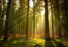 Fototapeta papr 184 x 128, 27621934 - Beautiful Forest - Krsn les