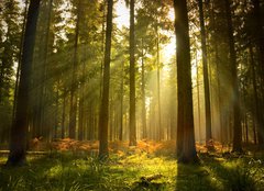 Fototapeta pltno 240 x 174, 27621934 - Beautiful Forest - Krsn les