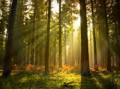 Samolepka flie 270 x 200, 27621934 - Beautiful Forest - Krsn les