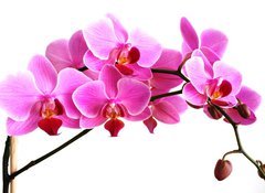 Samolepka flie 100 x 73, 2768352 - pink orchid