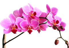 Fototapeta145 x 100  pink orchid, 145 x 100 cm