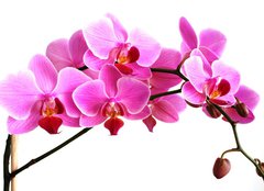 Fototapeta240 x 174  pink orchid, 240 x 174 cm