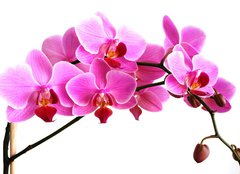 Fototapeta254 x 184  pink orchid, 254 x 184 cm