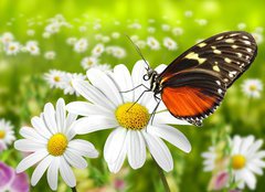Fototapeta papr 254 x 184, 27824157 - Schmetterling 104