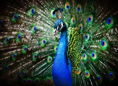 Samolepka flie 100 x 73, 27836858 - Beautiful peacock - Krsn pv