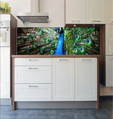 Fototapeta do kuchyn flie 180 x 60, 27836858 - Beautiful peacock - Krsn pv