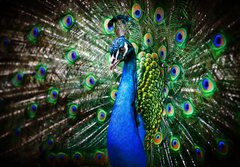 Fototapeta papr 184 x 128, 27836858 - Beautiful peacock - Krsn pv
