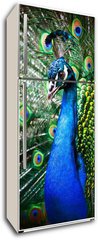 Samolepka na lednici flie 80 x 200, 27836858 - Beautiful peacock