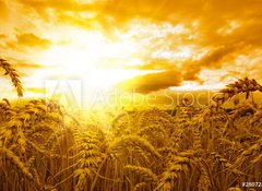 Samolepka flie 100 x 73, 28072849 - Golden sunset over wheat field