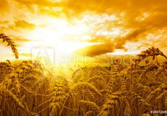 Fototapeta145 x 100  Golden sunset over wheat field, 145 x 100 cm