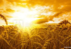 Fototapeta184 x 128  Golden sunset over wheat field, 184 x 128 cm