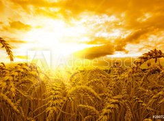 Fototapeta vliesov 270 x 200, 28072849 - Golden sunset over wheat field