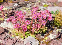 Fototapeta papír 160 x 116, 280902351 - Berg-Hauswurz auf einem Felsen in den Bergen im Sommer - horský