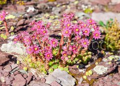 Samolepka flie 200 x 144, 280902351 - Berg-Hauswurz auf einem Felsen in den Bergen im Sommer