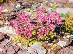 Fototapeta pltno 330 x 244, 280902351 - Berg-Hauswurz auf einem Felsen in den Bergen im Sommer