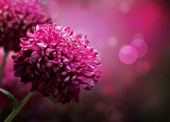 Samolepka flie 200 x 144  Dahlia Autumn flower design. With copy space, 200 x 144 cm