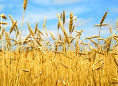 Samolepka flie 100 x 73, 2830347 - grain field