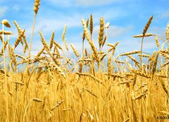 Samolepka flie 200 x 144, 2830347 - grain field - obil pole