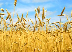 Fototapeta pltno 240 x 174, 2830347 - grain field - obil pole