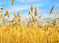Samolepka flie 270 x 200, 2830347 - grain field - obil pole